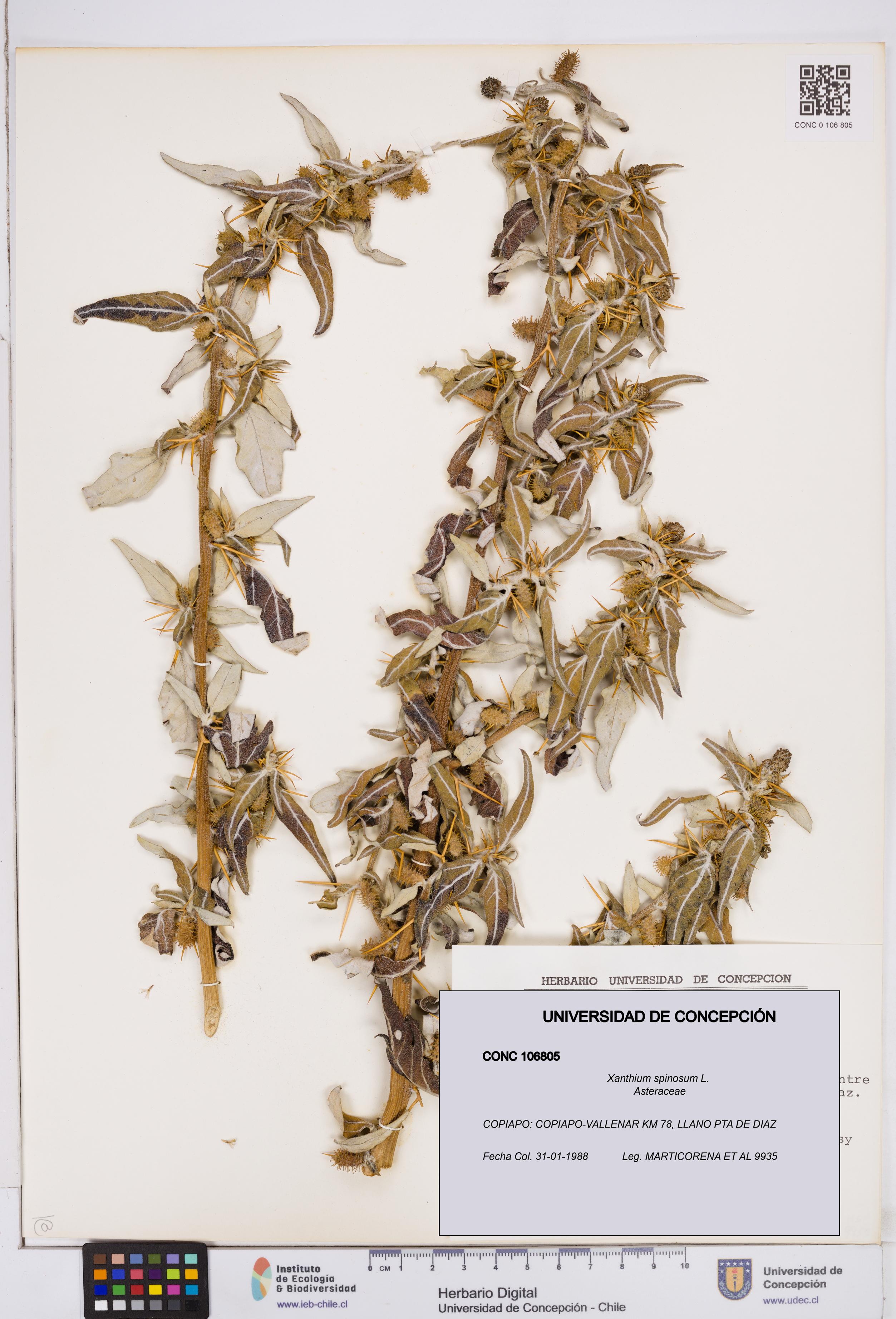 Xanthium spinosum [Espécimen: ]