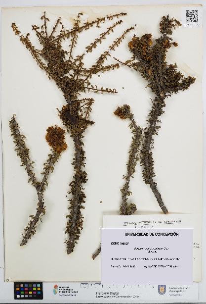 Balsamocarpon brevifolium [Espécimen: UDEC:CONC:0106807]