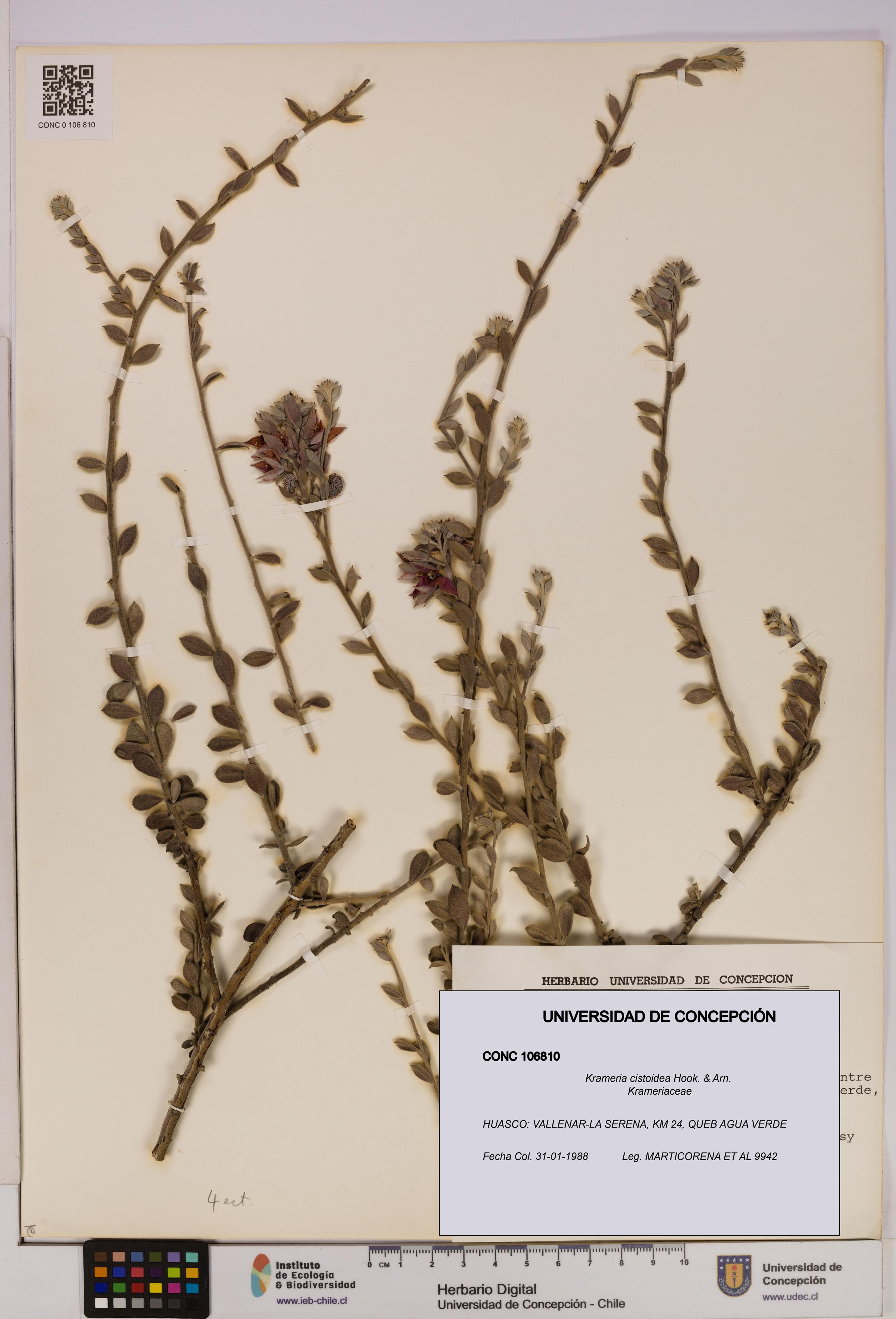 Krameria cistoidea [Espécimen: UDEC:CONC:0106810]