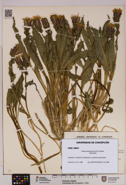 Perezia atacamensis [Espécimen: UDEC:CONC:0106815]