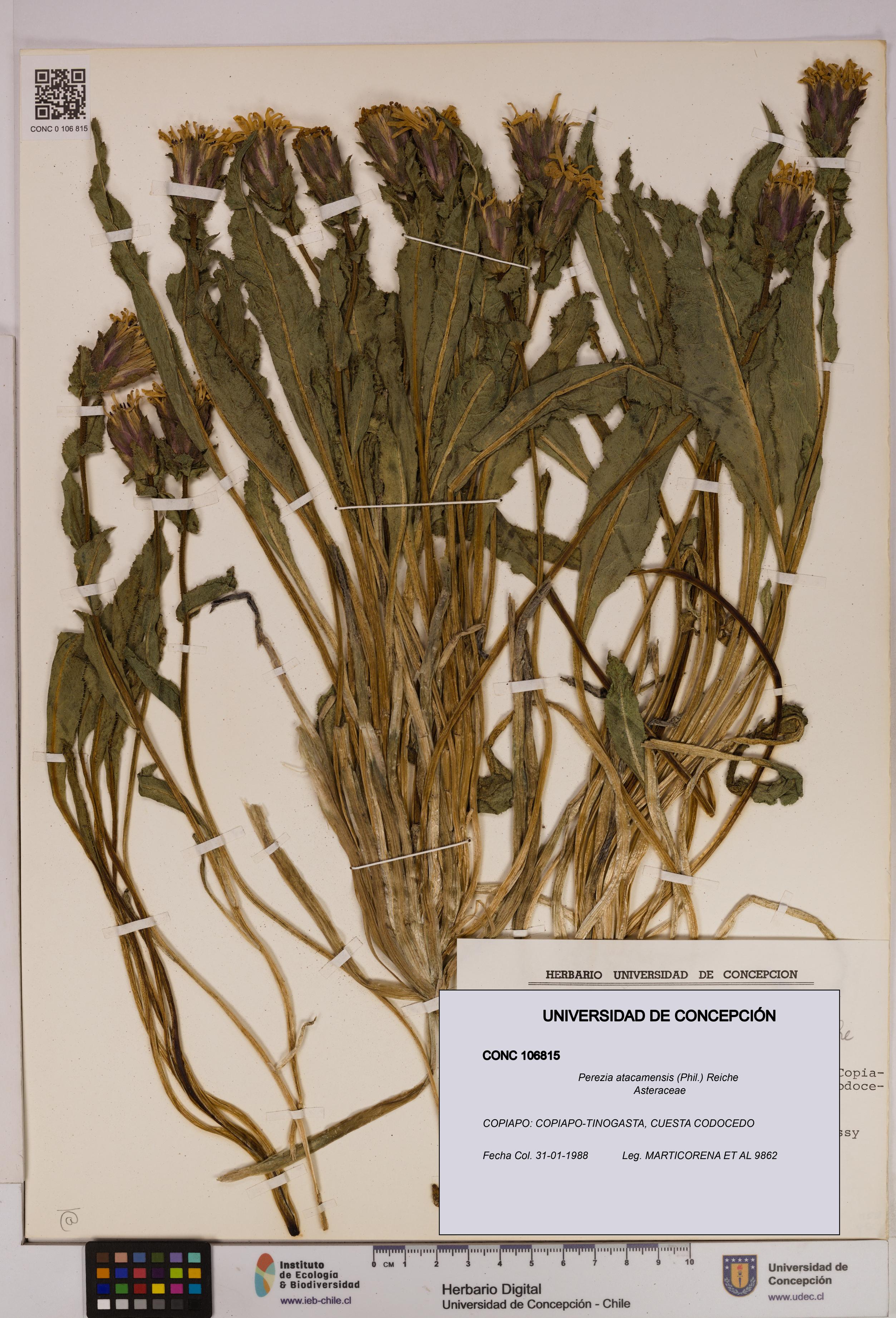 Perezia atacamensis [Espécimen: UDEC:CONC:0106815]