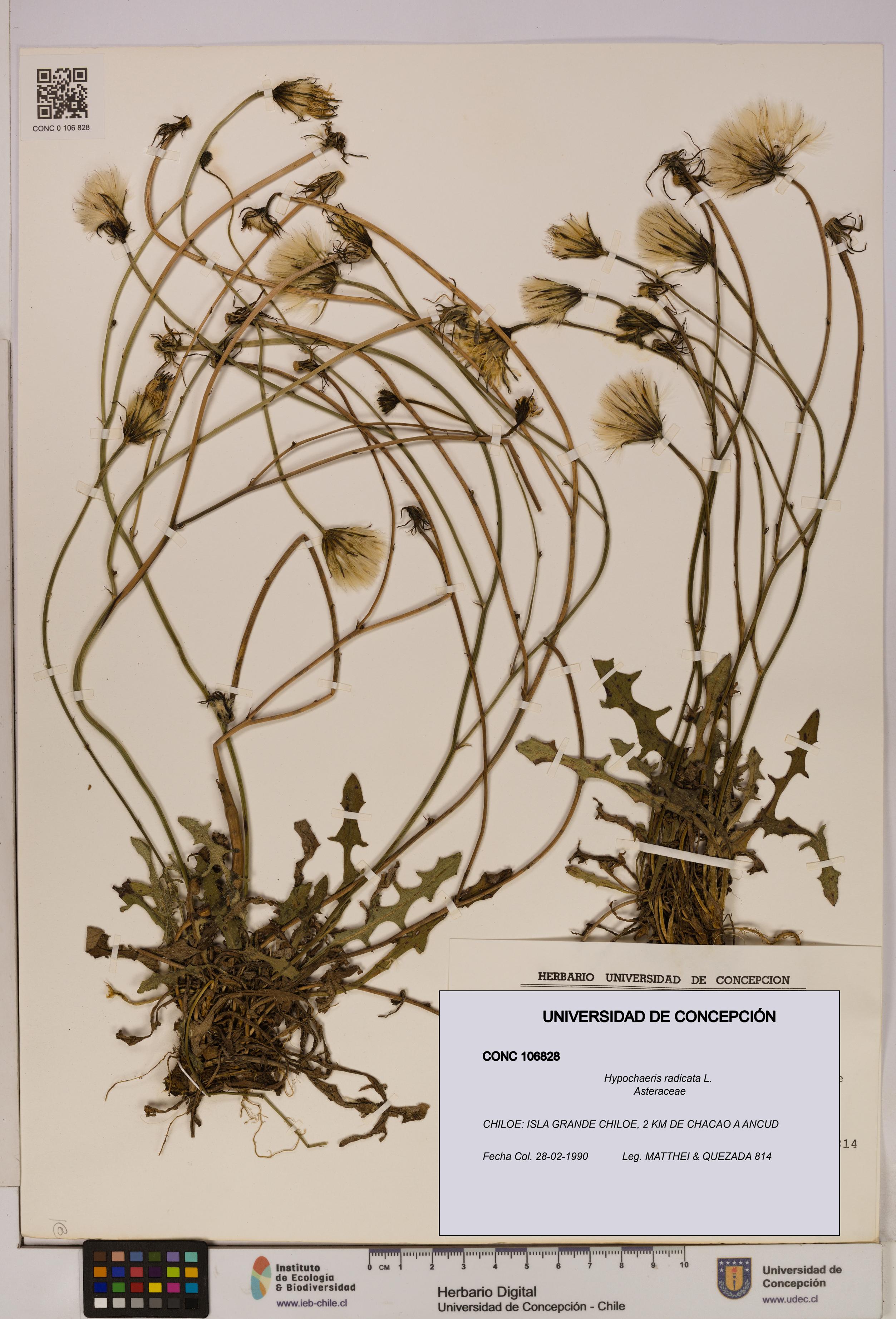 Hypochaeris radicata [Espécimen: UDEC:CONC:0106828]