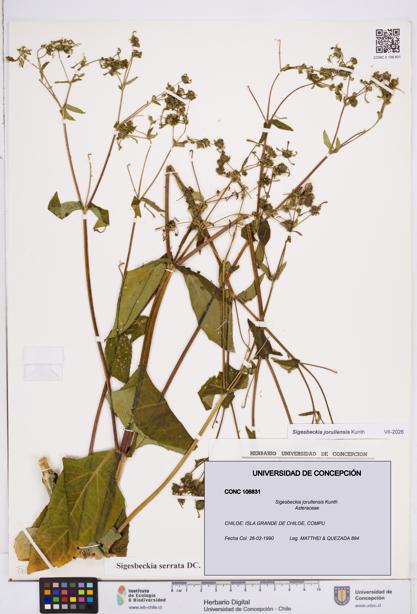 Sigesbeckia jorullensis [Espécimen: ]