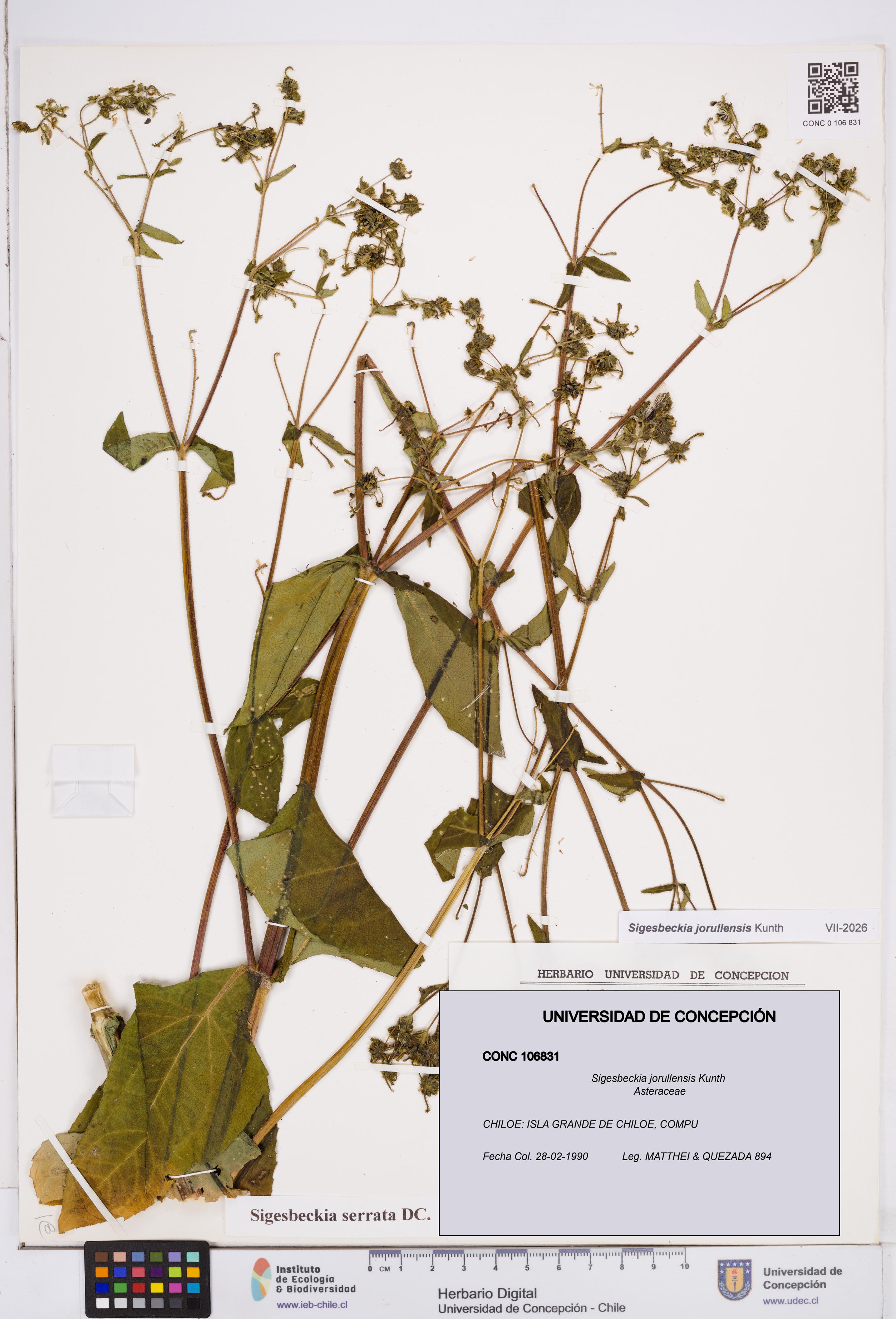 Sigesbeckia jorullensis [Espécimen: ]