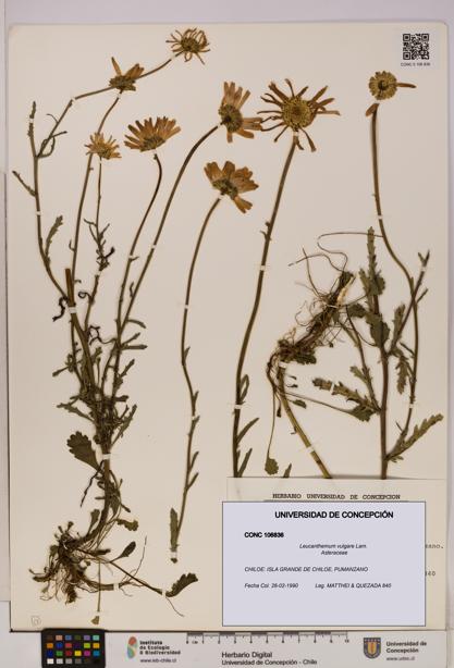 Leucanthemum vulgare [Espécimen: UDEC:CONC:0106836]