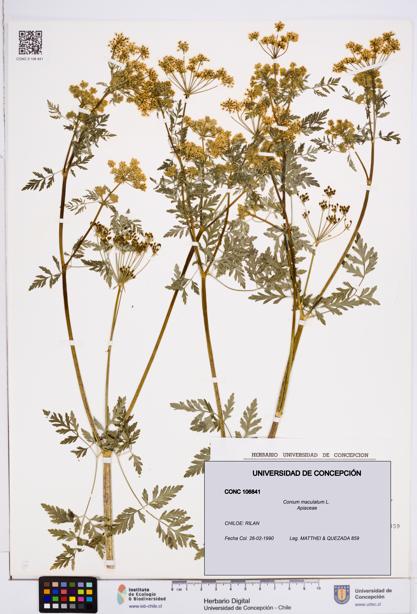 Conium maculatum [Espécimen: ]