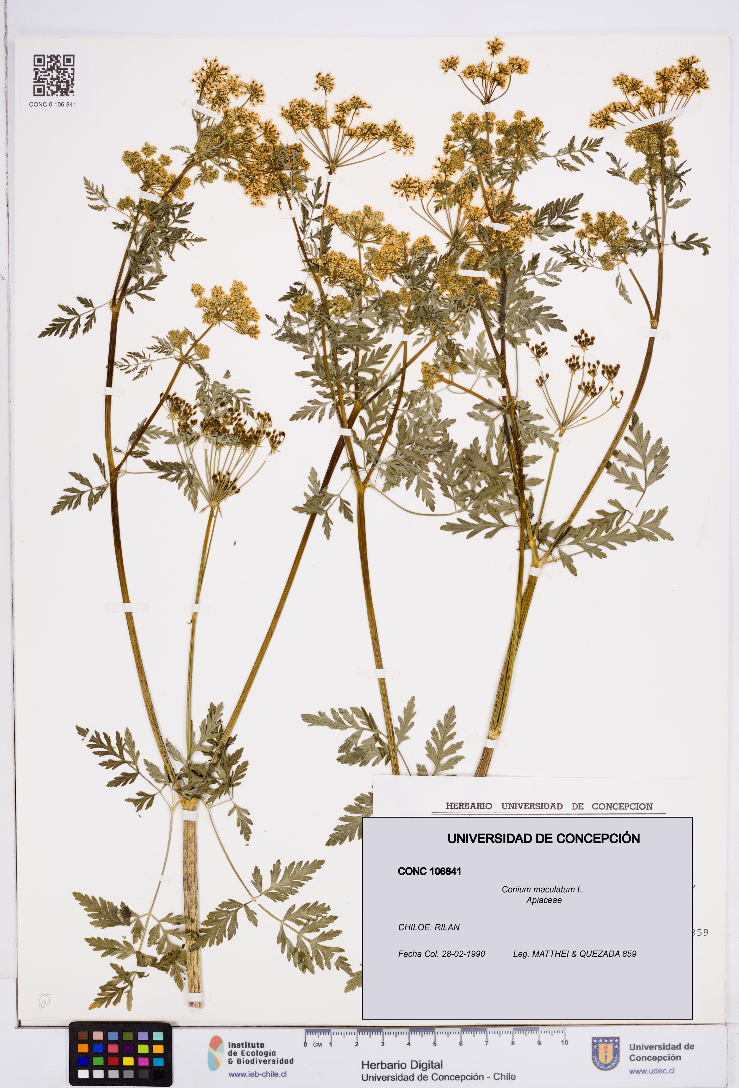 Conium maculatum [Espécimen: ]
