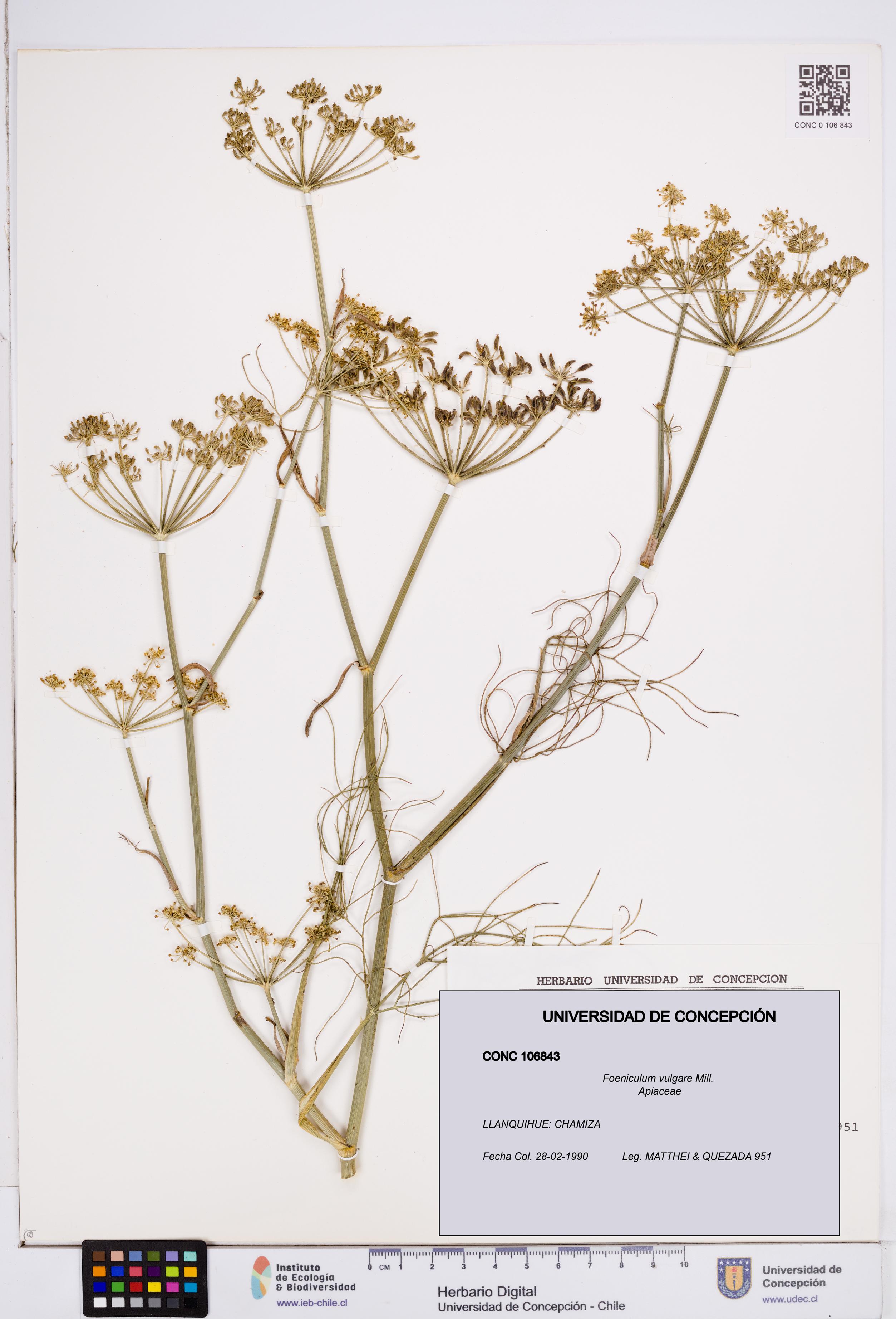 Foeniculum vulgare [Espécimen: ]