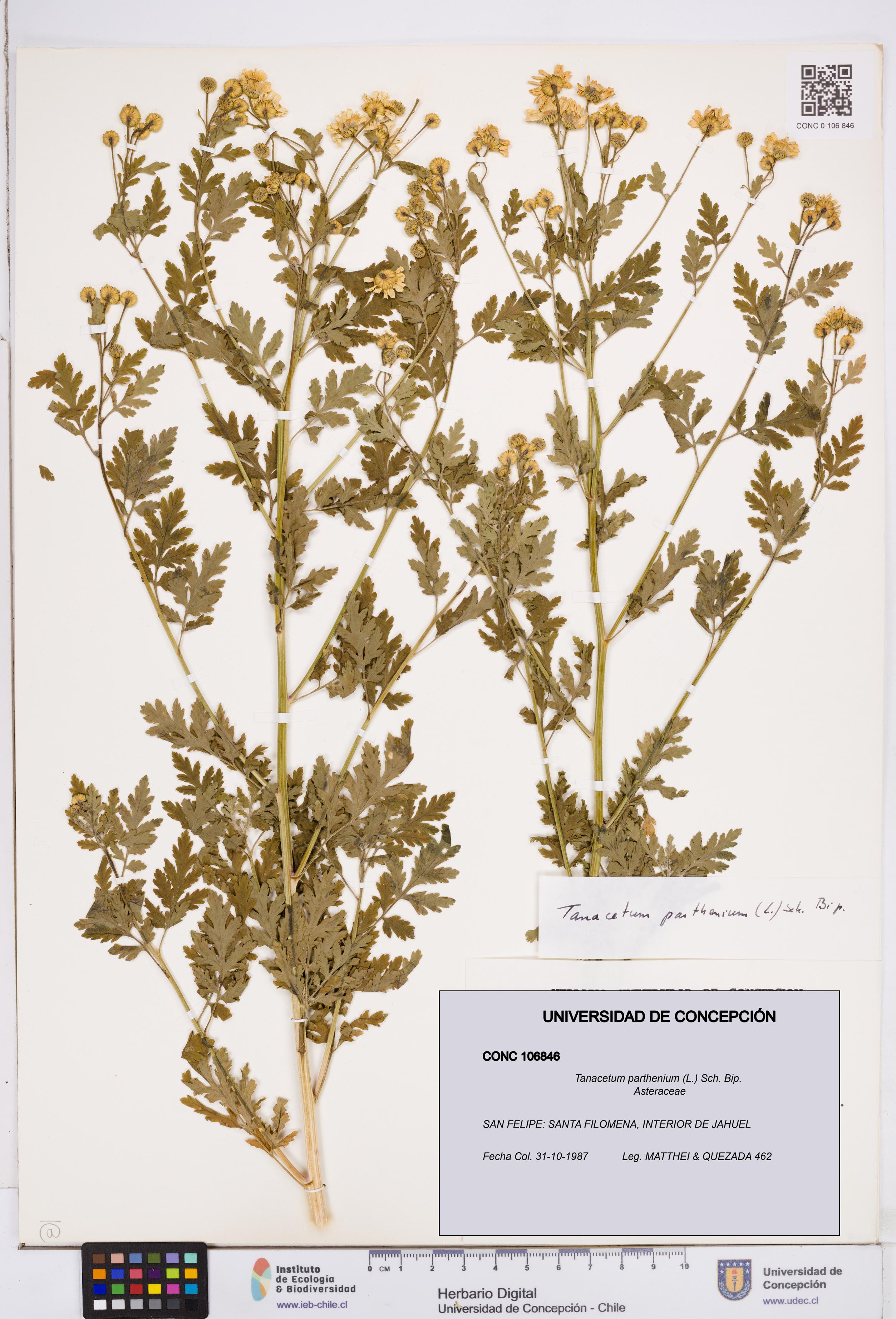 Tanacetum parthenium [Espécimen: ]