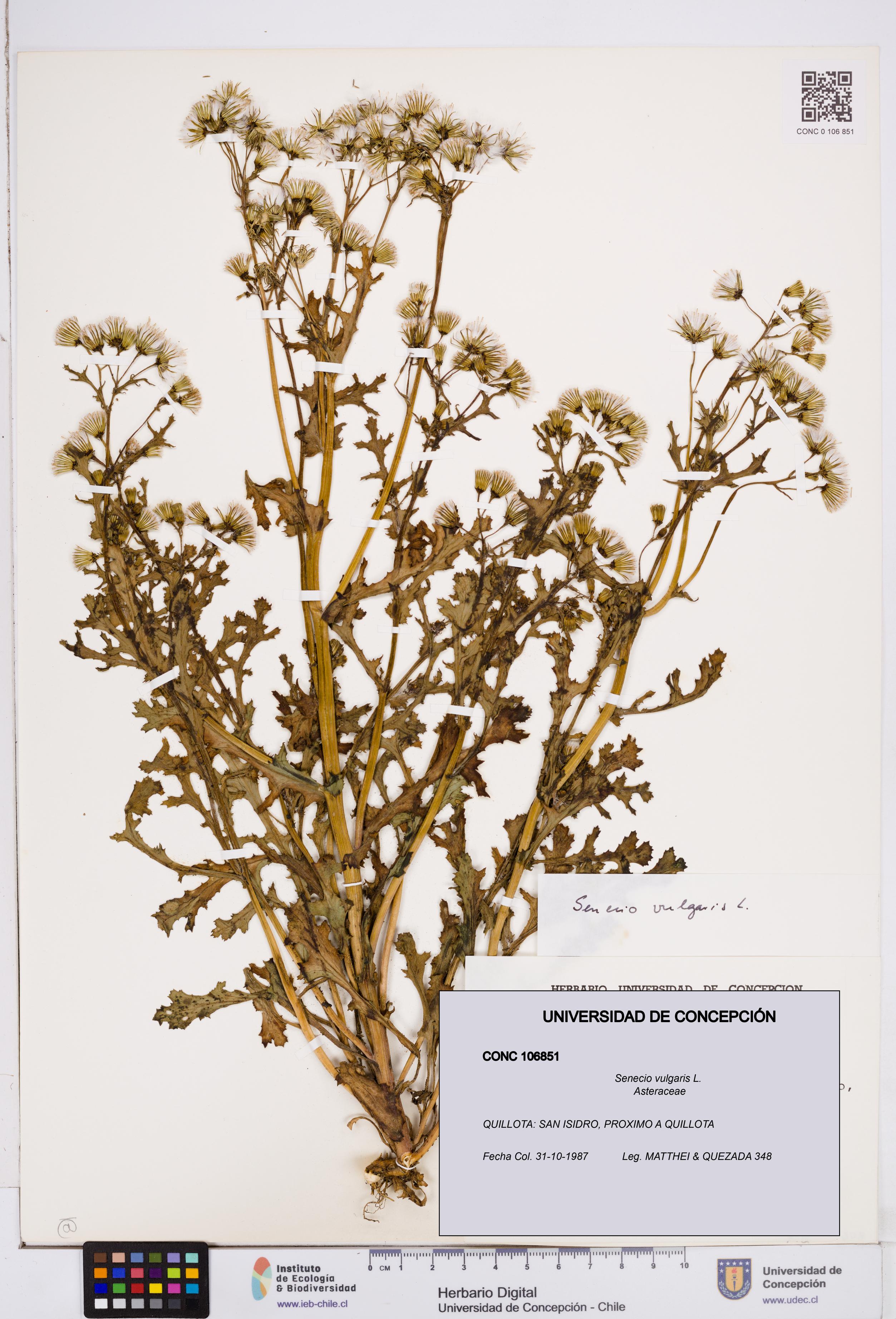Senecio vulgaris [Espécimen: ]