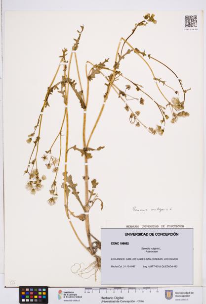 Senecio vulgaris [Espécimen: ]