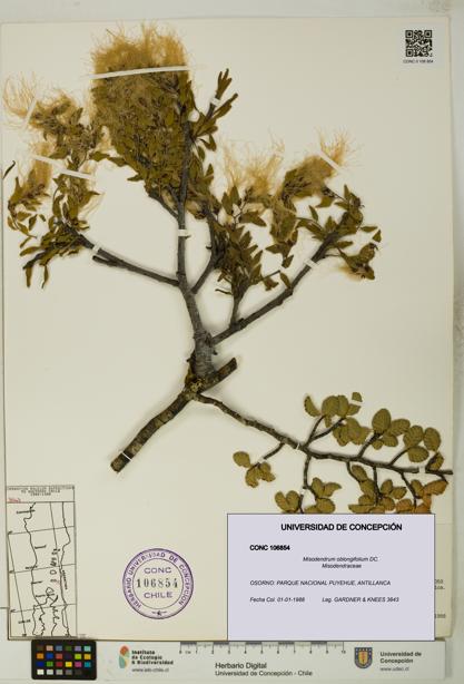 Misodendrum oblongifolium [Espécimen: UDEC:CONC:0106854]
