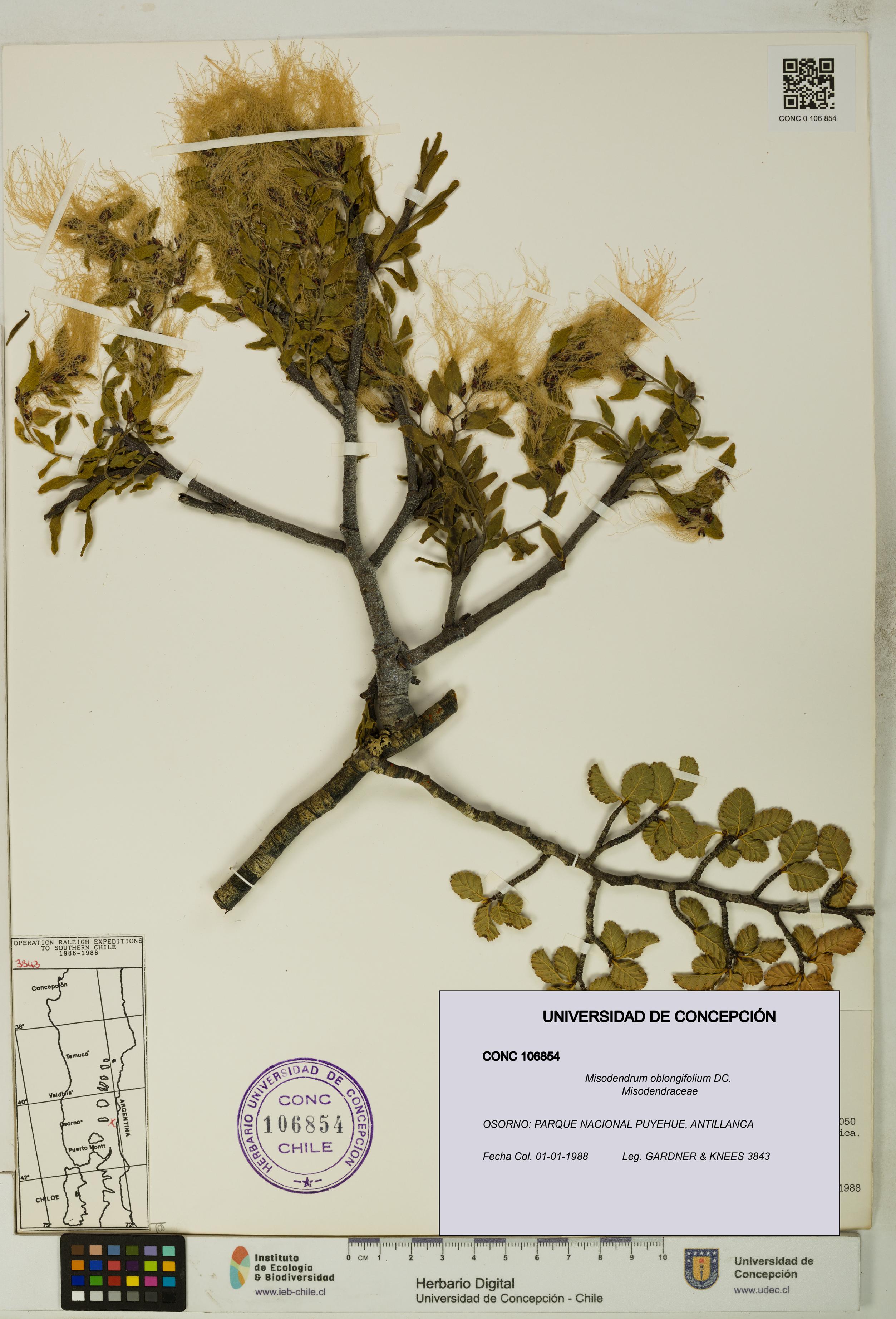 Misodendrum oblongifolium [Espécimen: UDEC:CONC:0106854]
