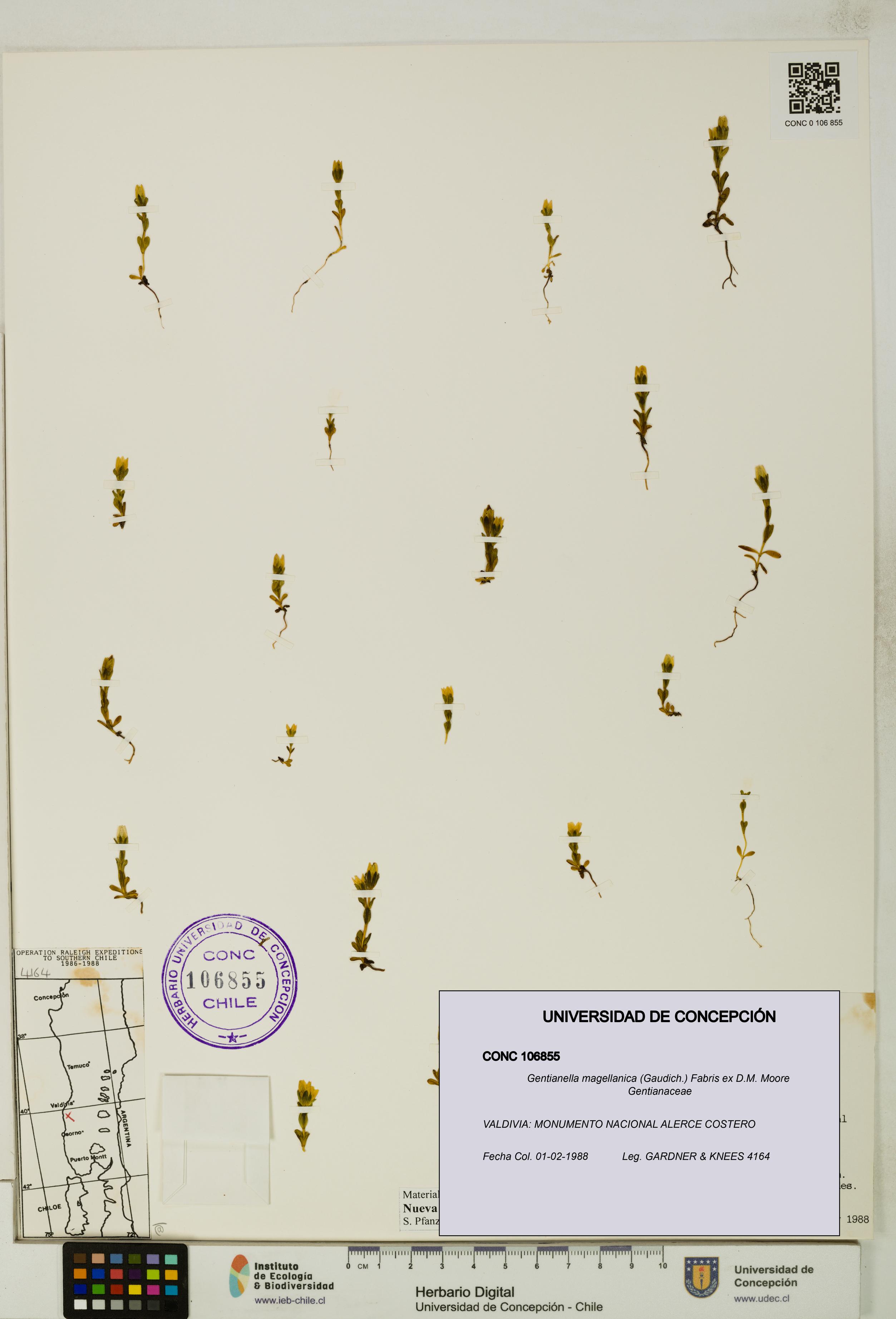 Gentianella magellanica [Espécimen: UDEC:CONC:0106855]