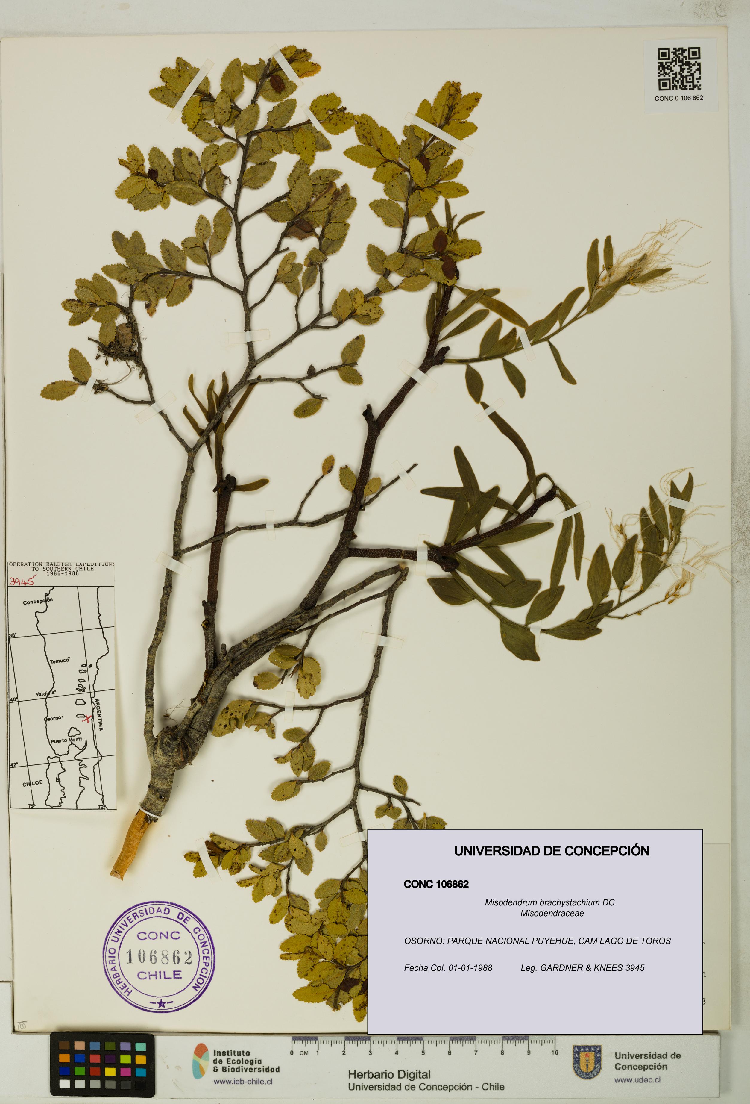 Misodendrum brachystachium [Espécimen: UDEC:CONC:0106862]