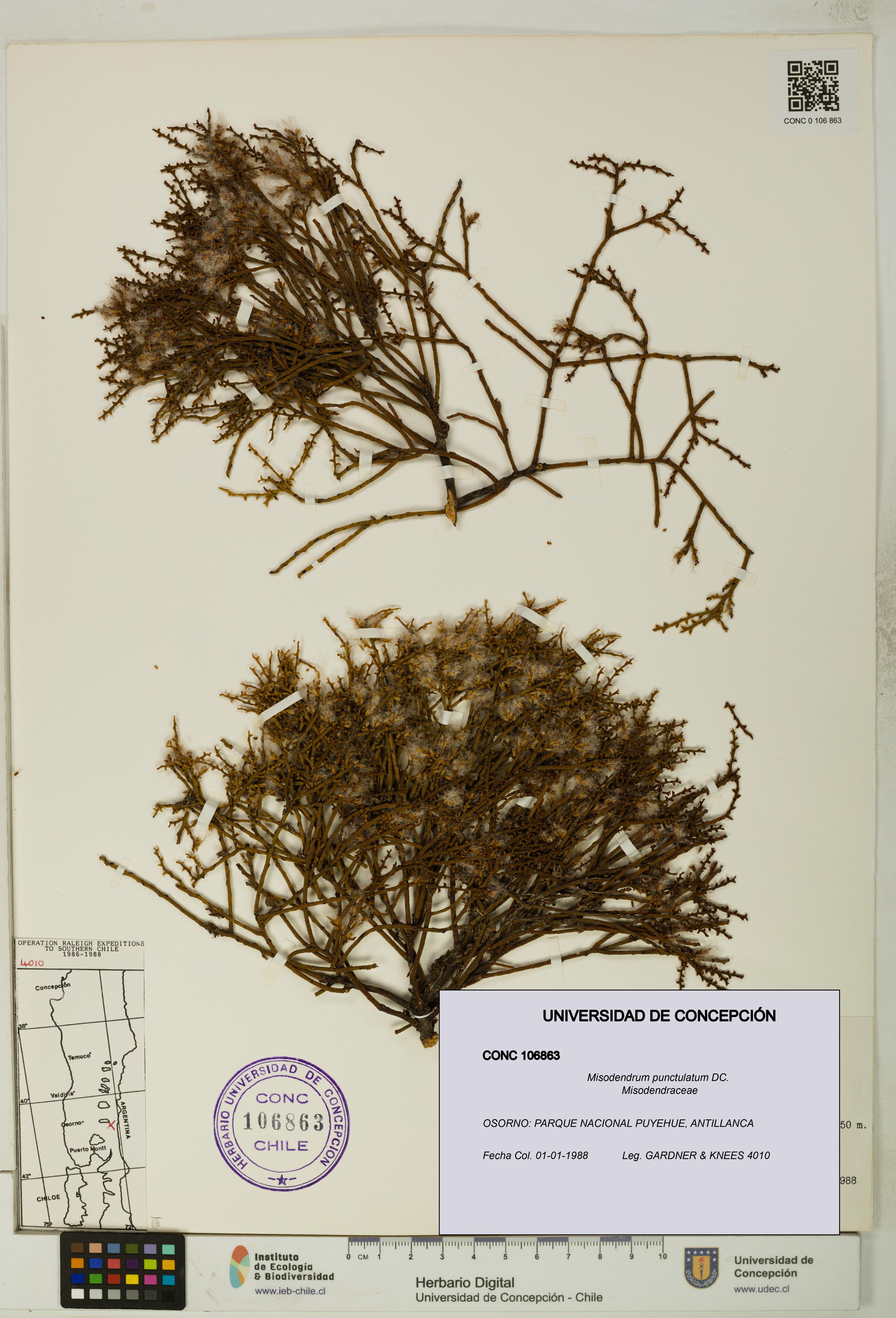 Misodendrum punctulatum [Espécimen: UDEC:CONC:0106863]