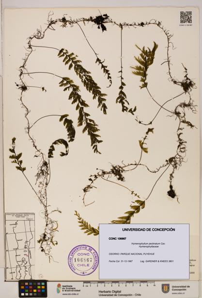 Hymenophyllum pectinatum [Espécimen: ]