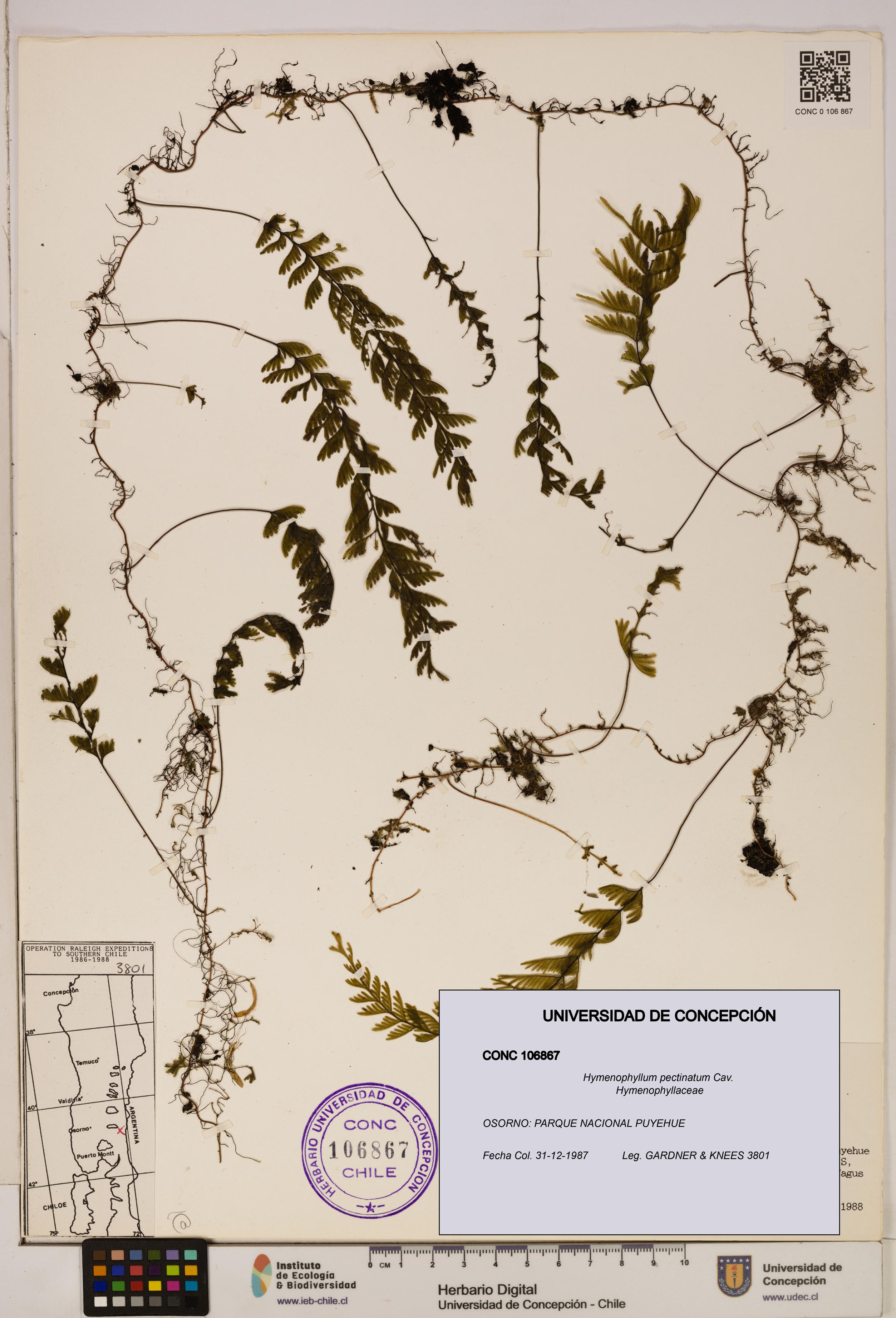 Hymenophyllum pectinatum [Espécimen: ]
