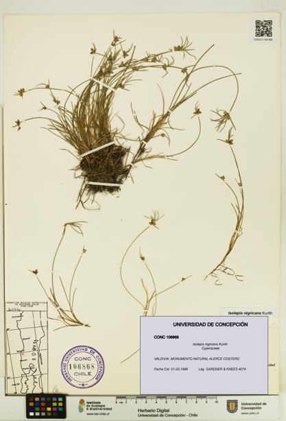 Isolepis nigricans [Espécimen: UDEC:CONC:0106868]