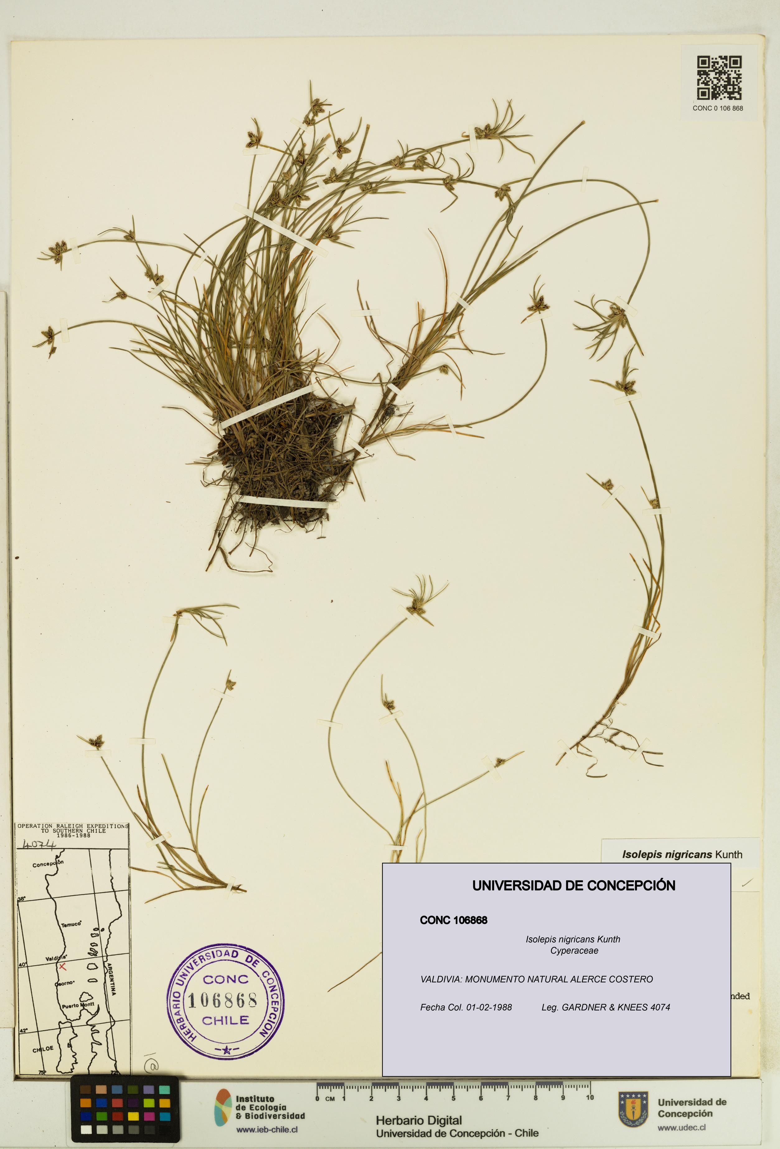 Isolepis nigricans [Espécimen: UDEC:CONC:0106868]