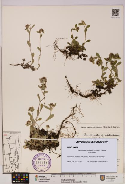 Gamochaeta spiciformis [Espécimen: UDEC:CONC:0106878]
