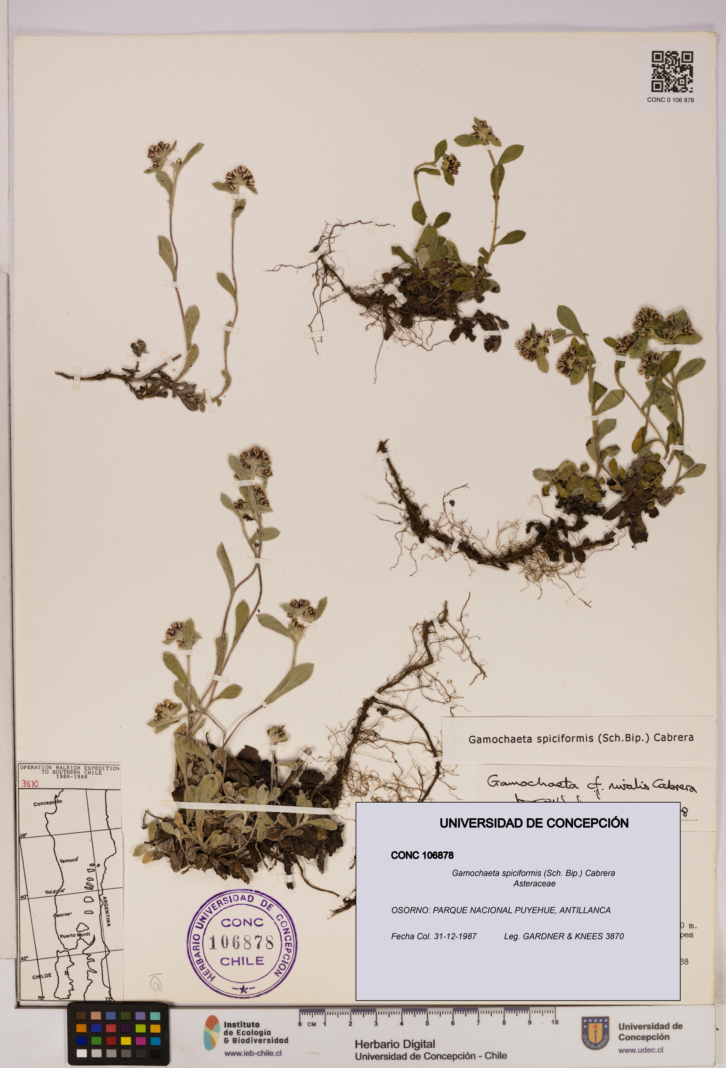 Gamochaeta spiciformis [Espécimen: UDEC:CONC:0106878]
