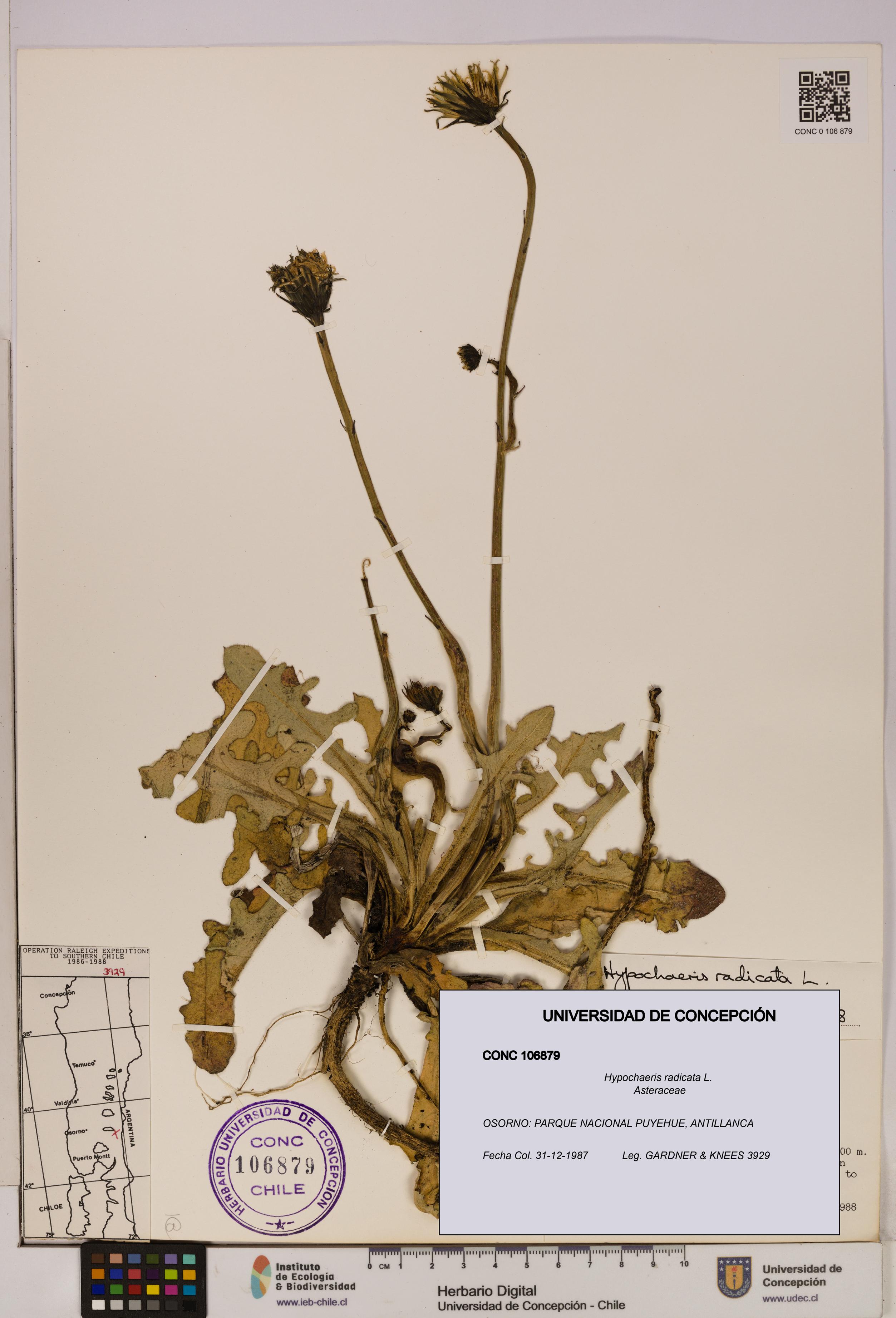 Hypochaeris radicata [Espécimen: UDEC:CONC:0106879]