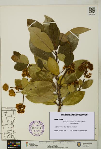 Hydrangea serratifolia [Espécimen: UDEC:CONC:0106886]