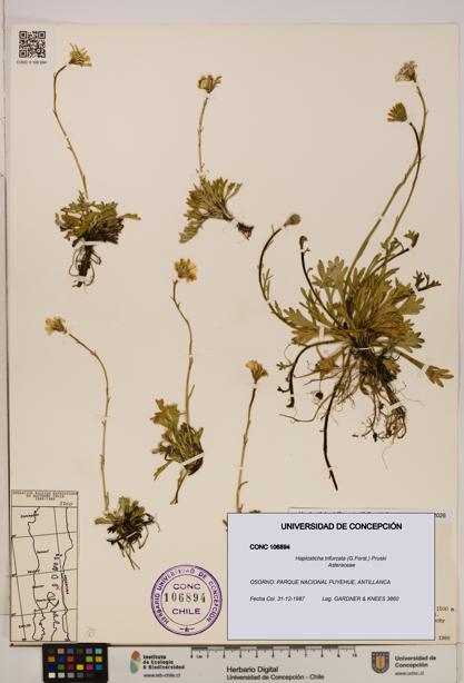 Haplosticha trifurcata [Espécimen: UDEC:CONC:0106894]