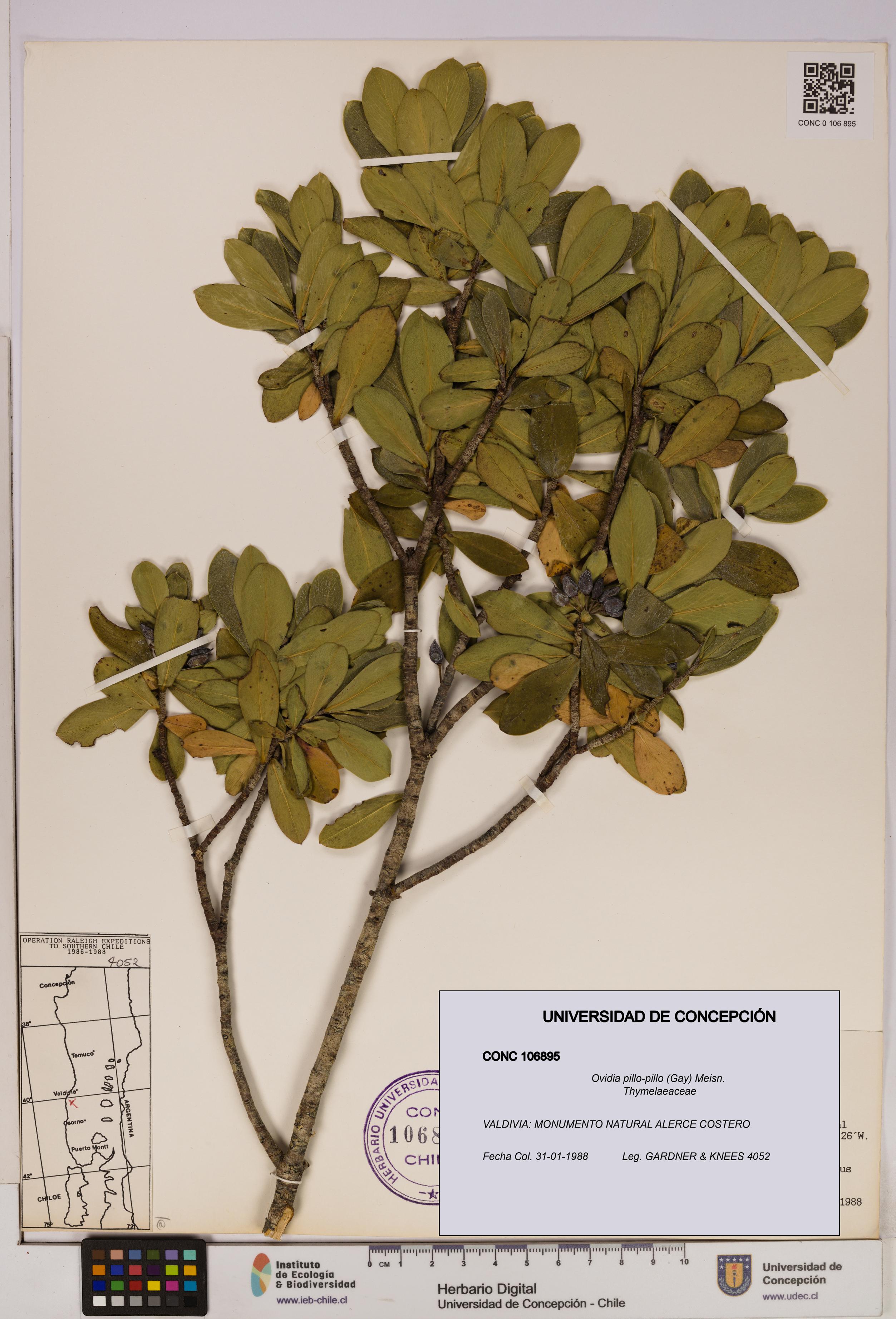 Ovidia pillo-pillo [Espécimen: UDEC:CONC:0106895]