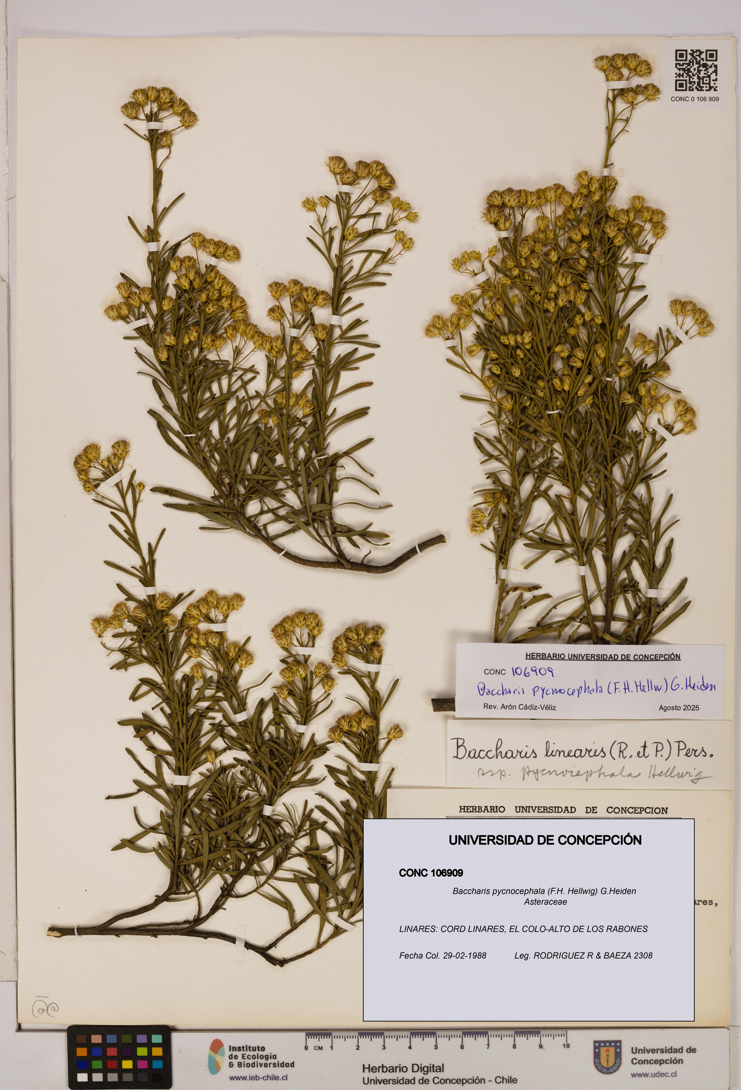 Baccharis pycnocephala [Espécimen: UDEC:CONC:0106909]