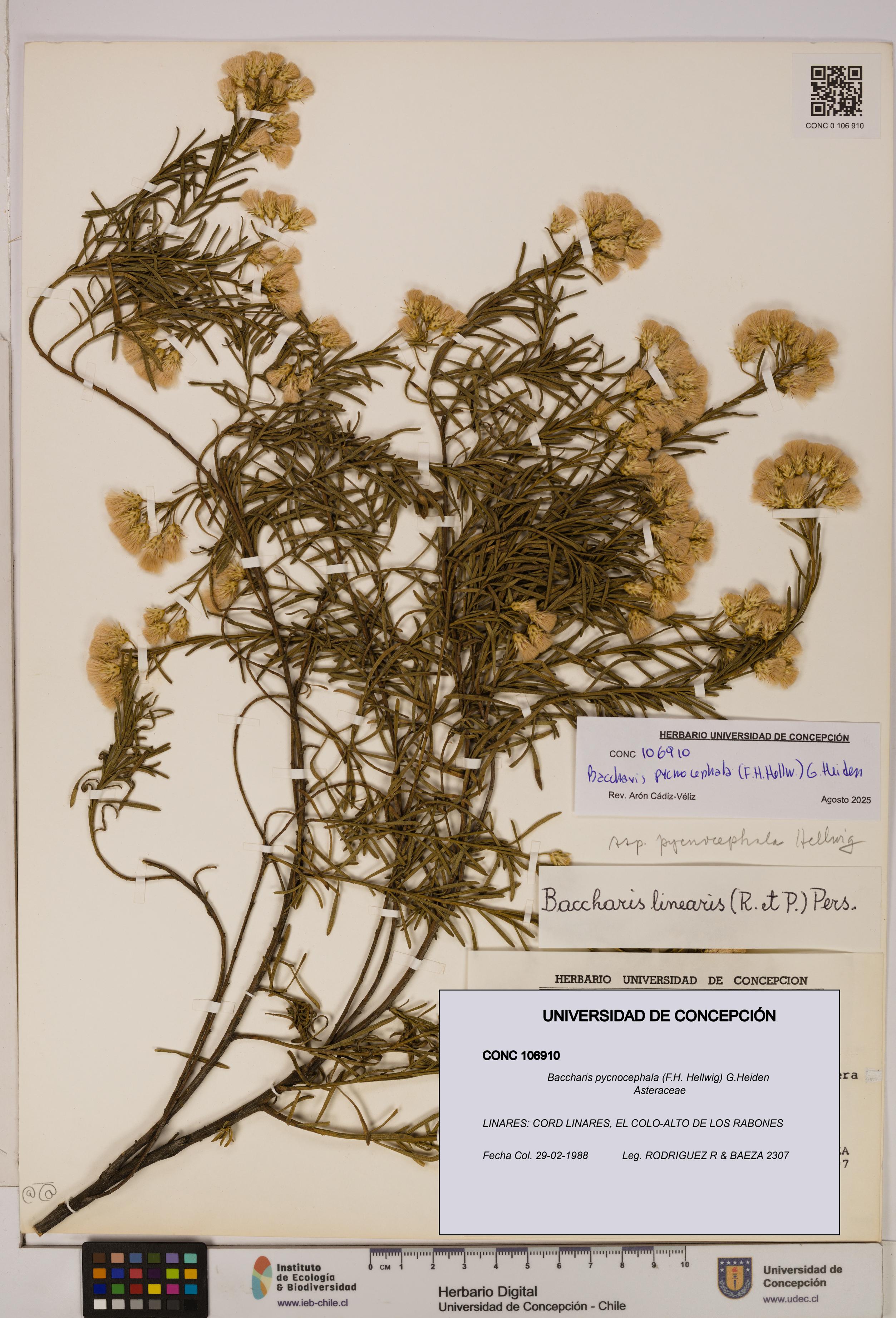 Baccharis pycnocephala [Espécimen: UDEC:CONC:0106910]