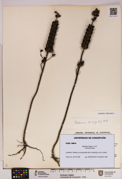 Bellardia trixago [Espécimen: UDEC:CONC:0106914]