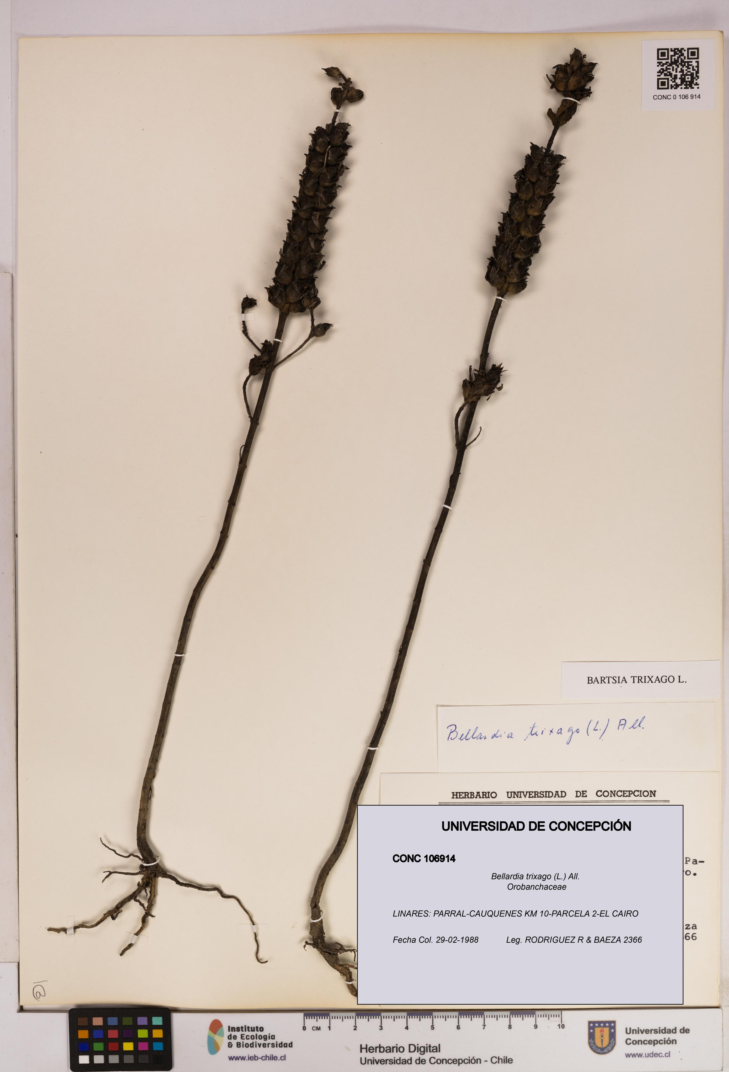 Bellardia trixago [Espécimen: UDEC:CONC:0106914]