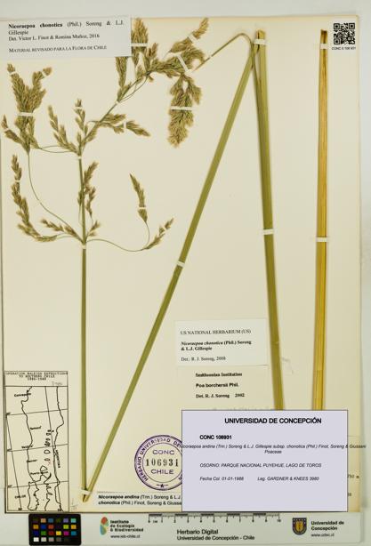 Nicoraepoa andina subsp. chonotica [Espécimen: UDEC:CONC:0106931]