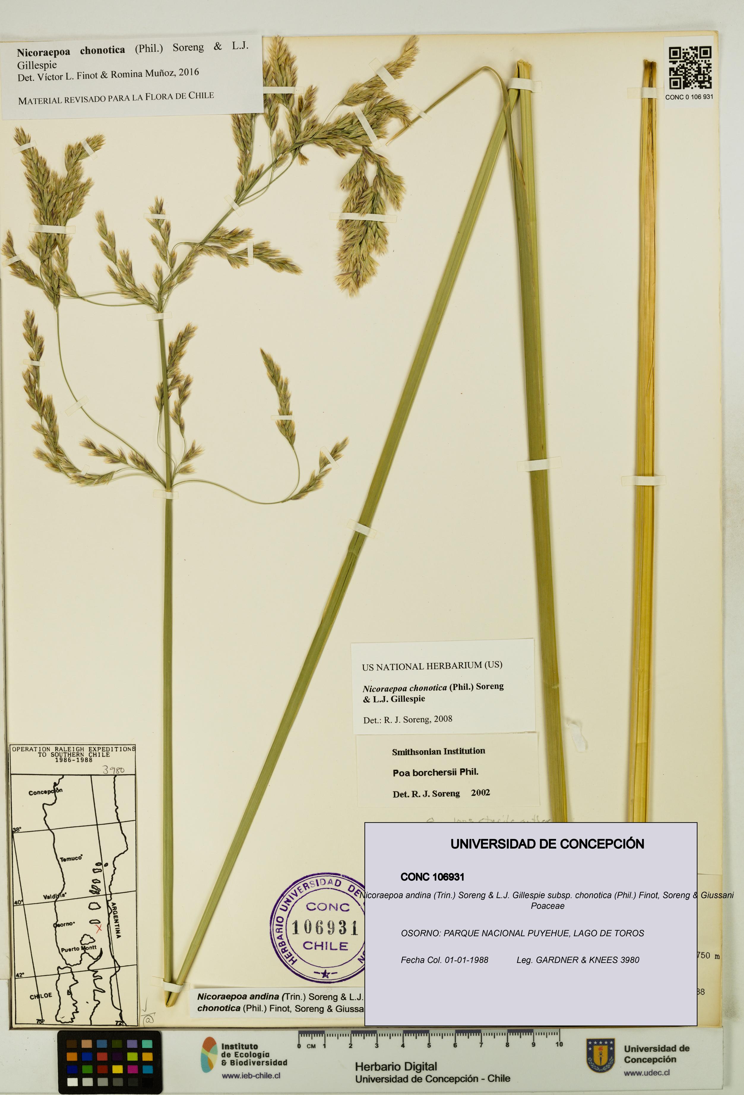 Nicoraepoa andina subsp. chonotica [Espécimen: UDEC:CONC:0106931]