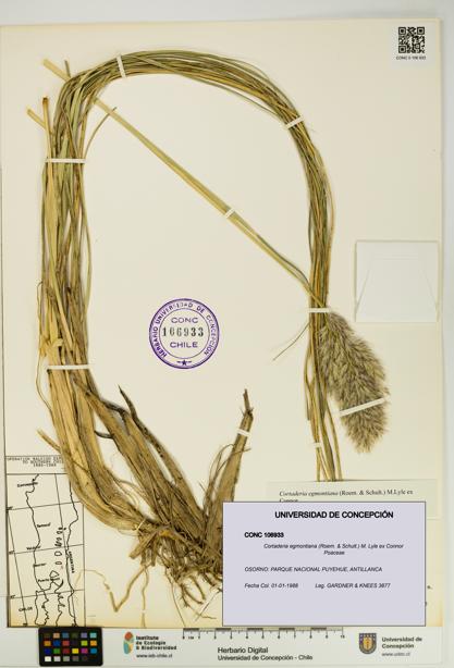 Cortaderia egmontiana [Espécimen: UDEC:CONC:0106933]