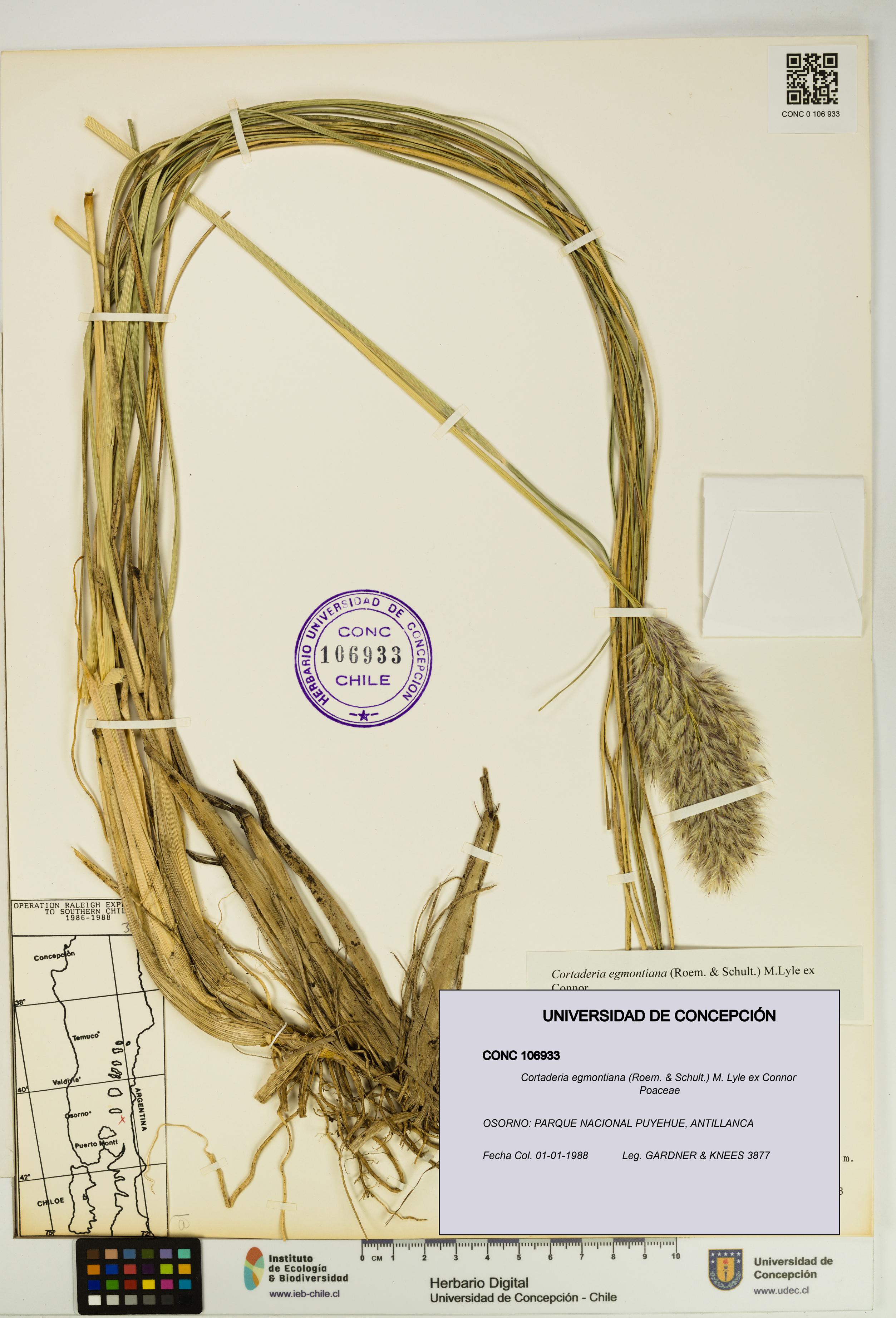 Cortaderia egmontiana [Espécimen: UDEC:CONC:0106933]