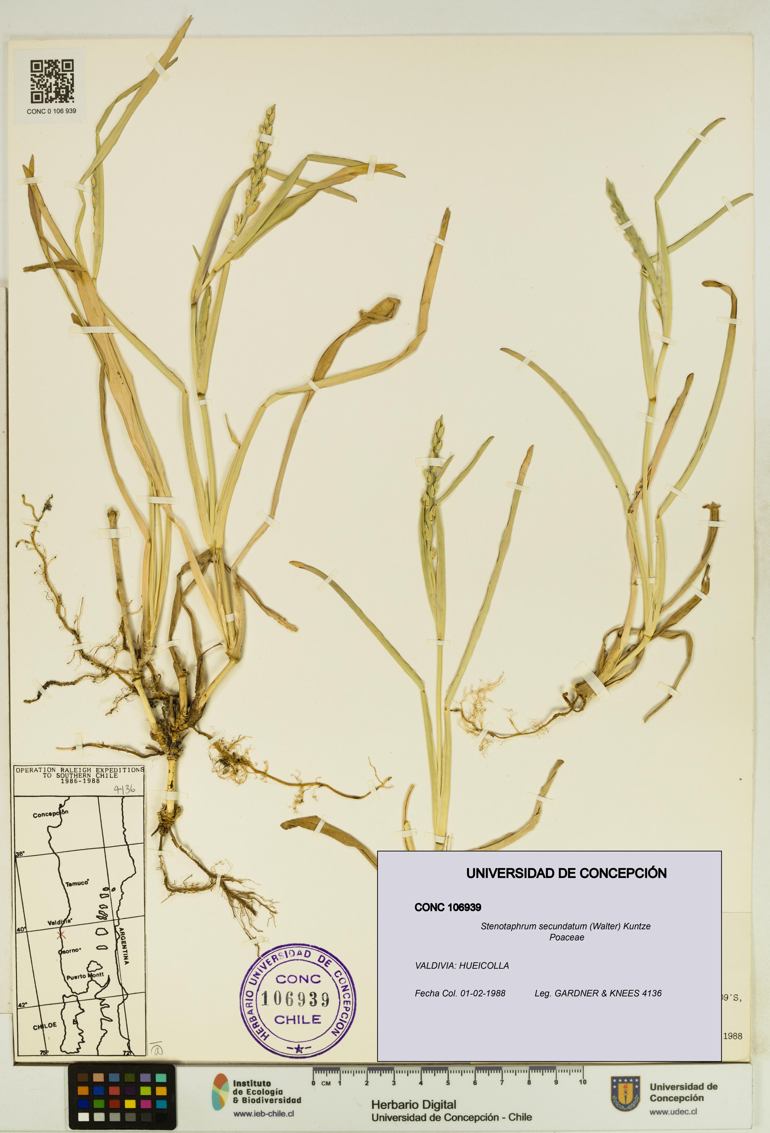 Stenotaphrum secundatum [Espécimen: UDEC:CONC:0106939]