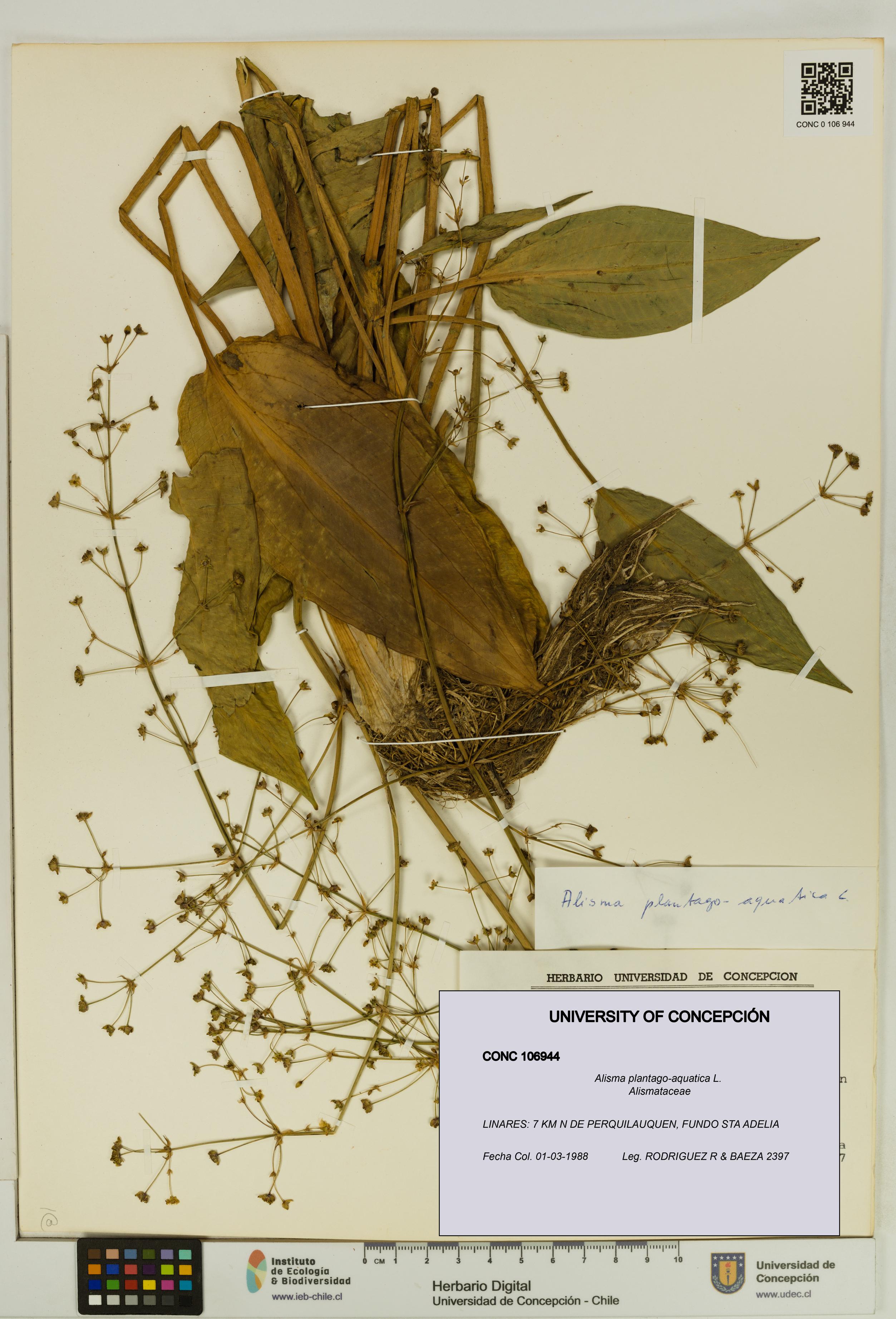 Alisma plantago-aquatica [Espécimen: UDEC:CONC:0106944]