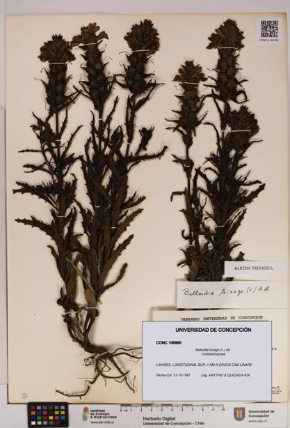 Bellardia trixago [Espécimen: UDEC:CONC:0106950]