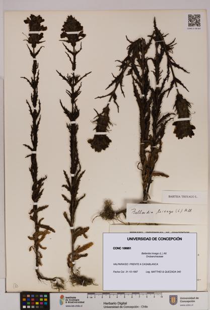 Bellardia trixago [Espécimen: UDEC:CONC:0106951]