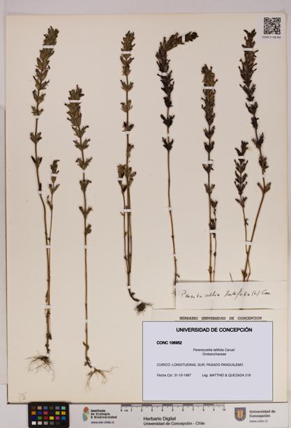 Parentucellia latifolia [Espécimen: UDEC:CONC:0106952]