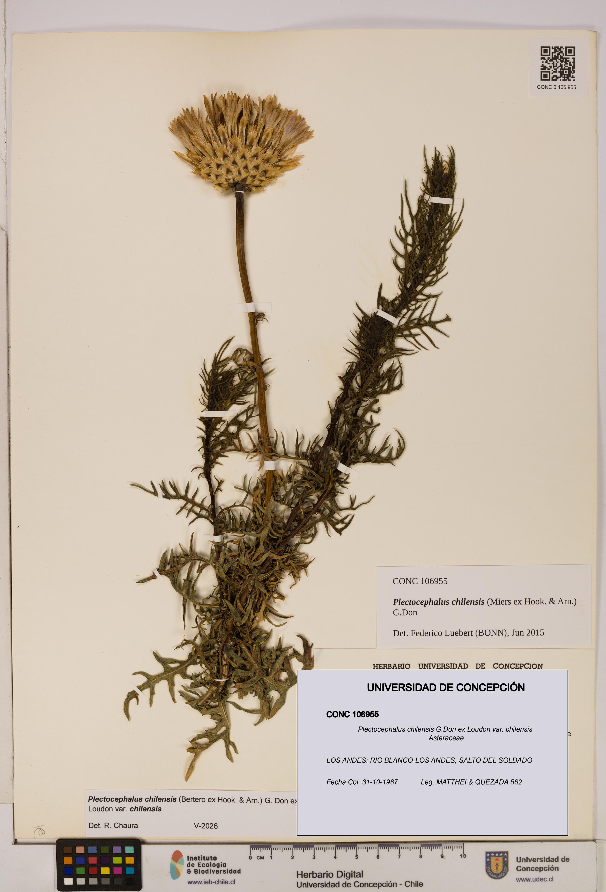 Plectocephalus chilensis [Espécimen: ]