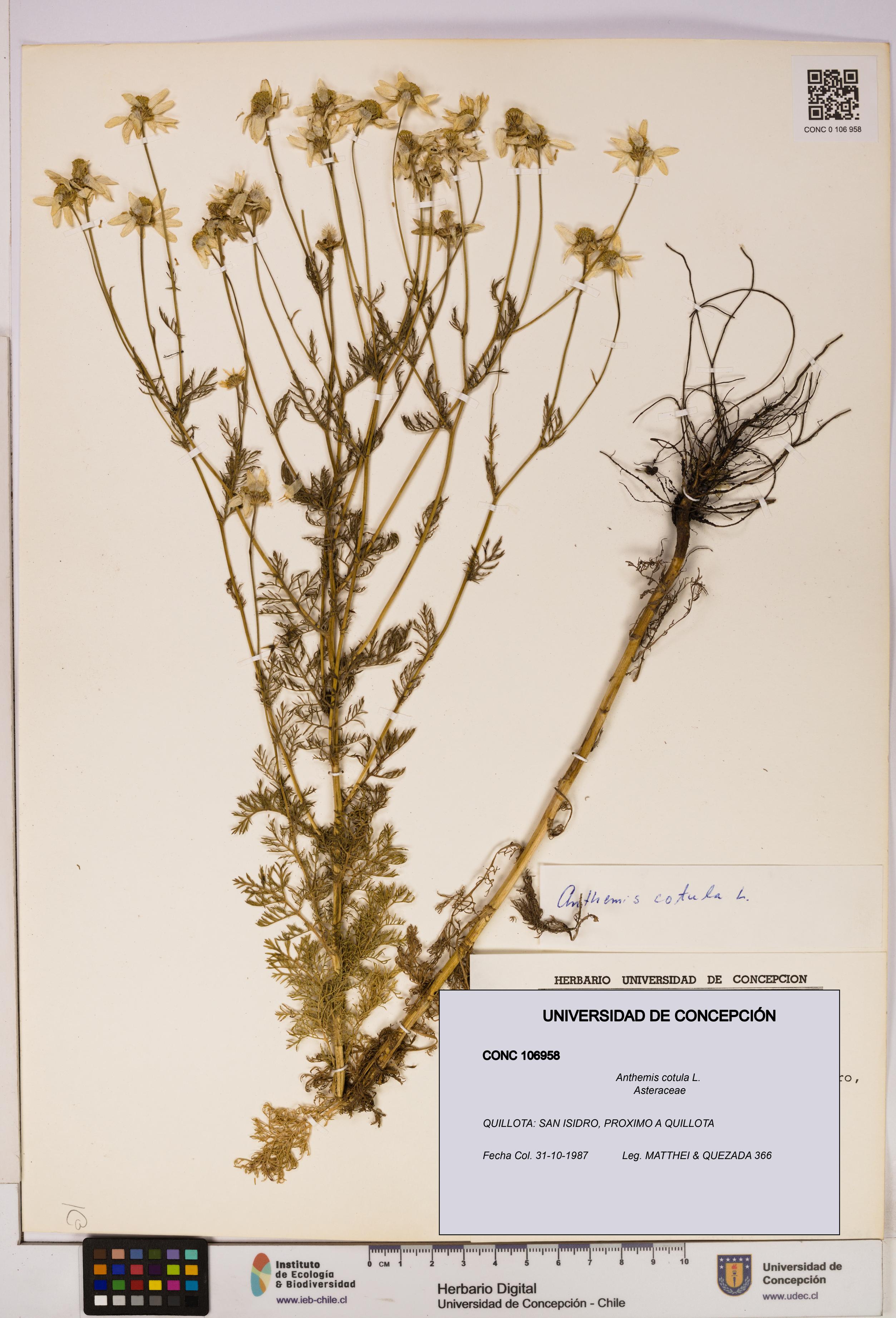 Anthemis cotula [Espécimen: UDEC:CONC:0106958]