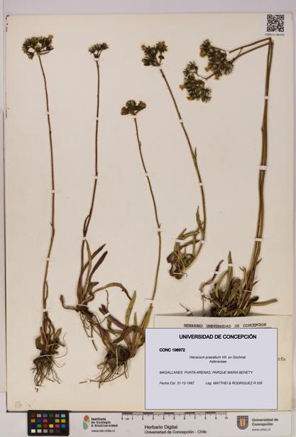 Hieracium praealtum [Espécimen: UDEC:CONC:0106972]