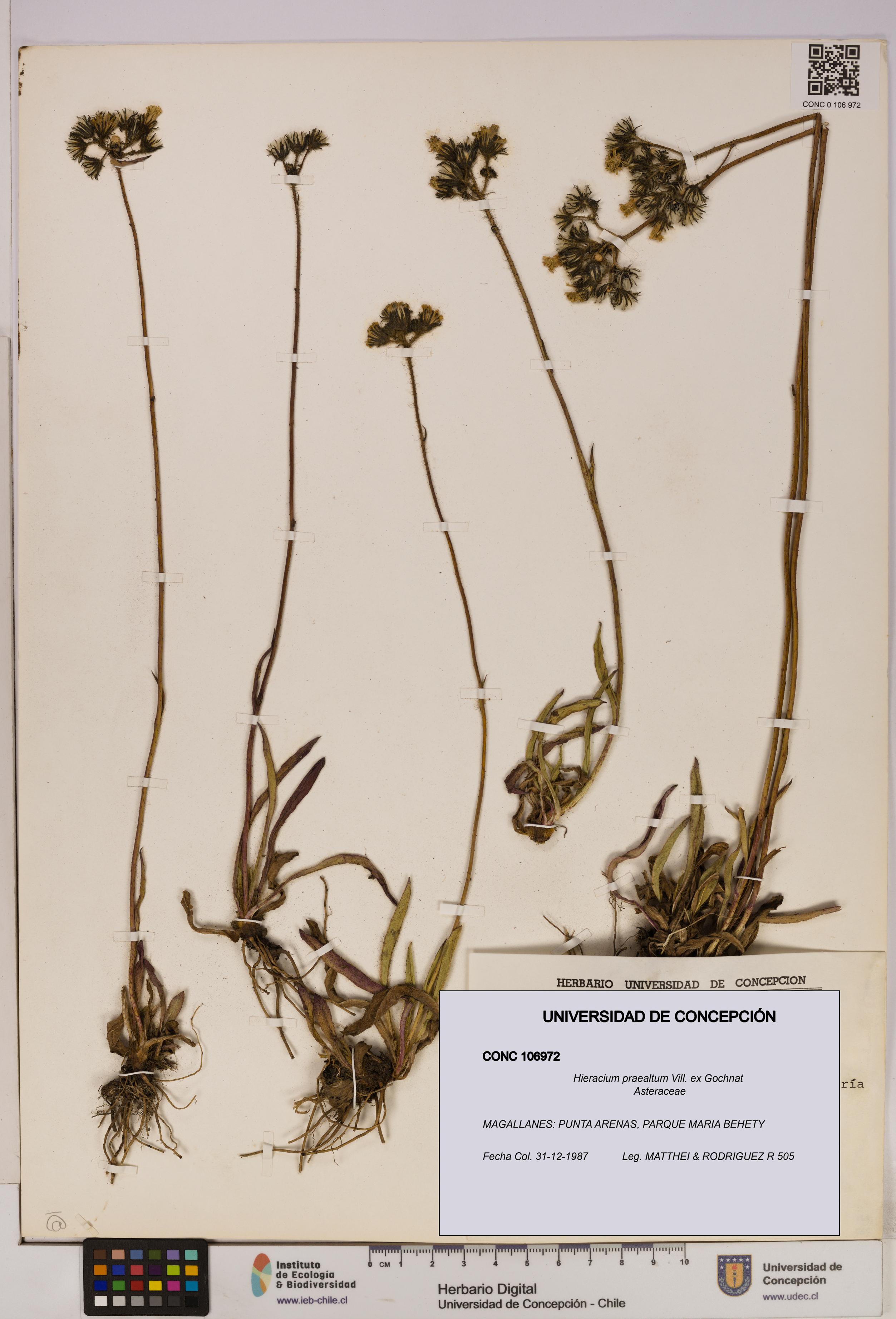 Hieracium praealtum [Espécimen: UDEC:CONC:0106972]