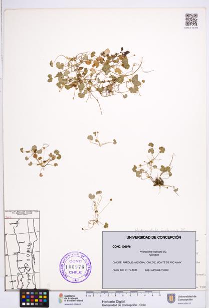 Hydrocotyle indecora [Espécimen: ]