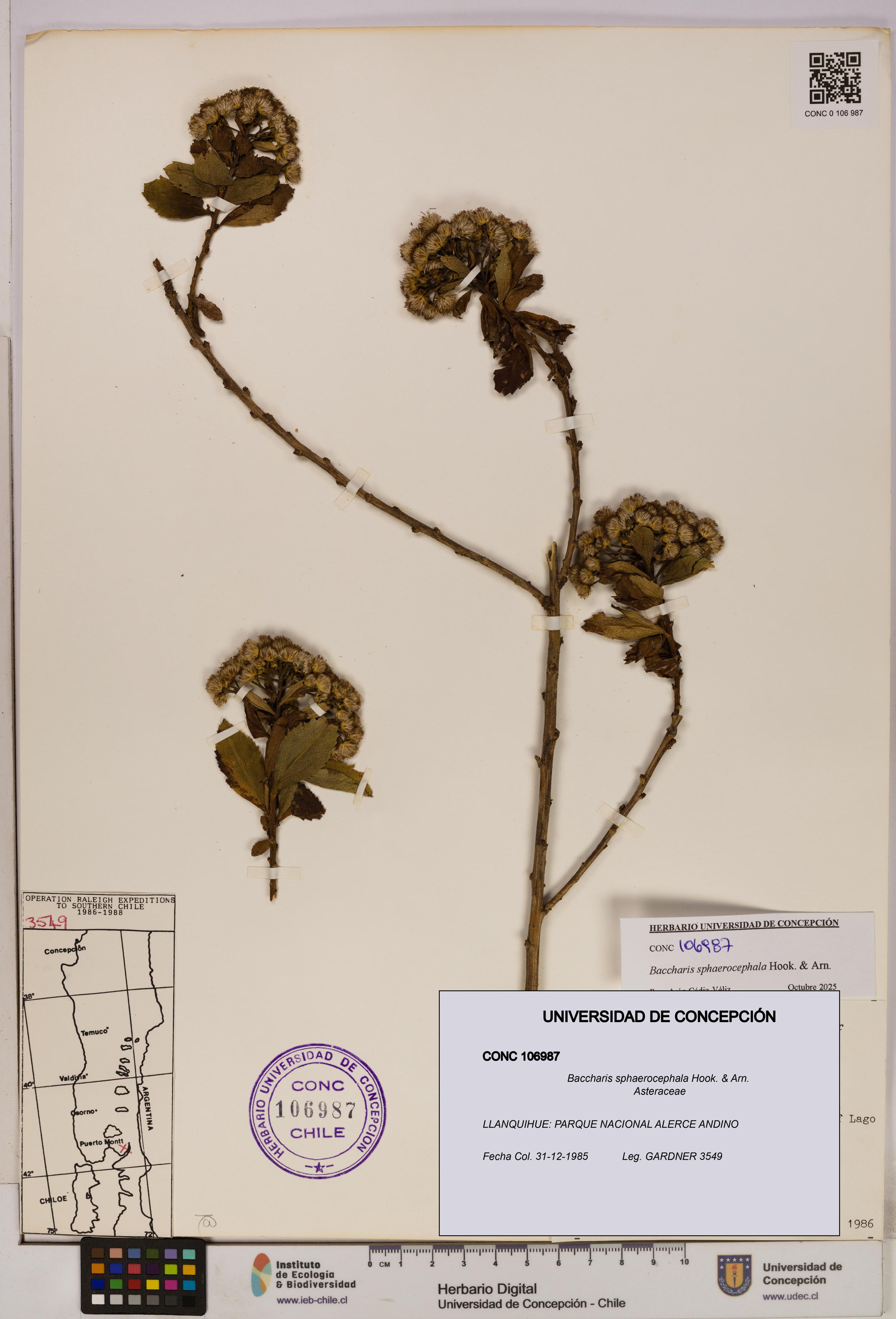 Baccharis sphaerocephala [Espécimen: UDEC:CONC:0106987]