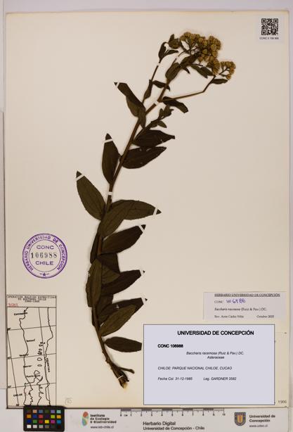 Baccharis racemosa [Espécimen: UDEC:CONC:0106988]